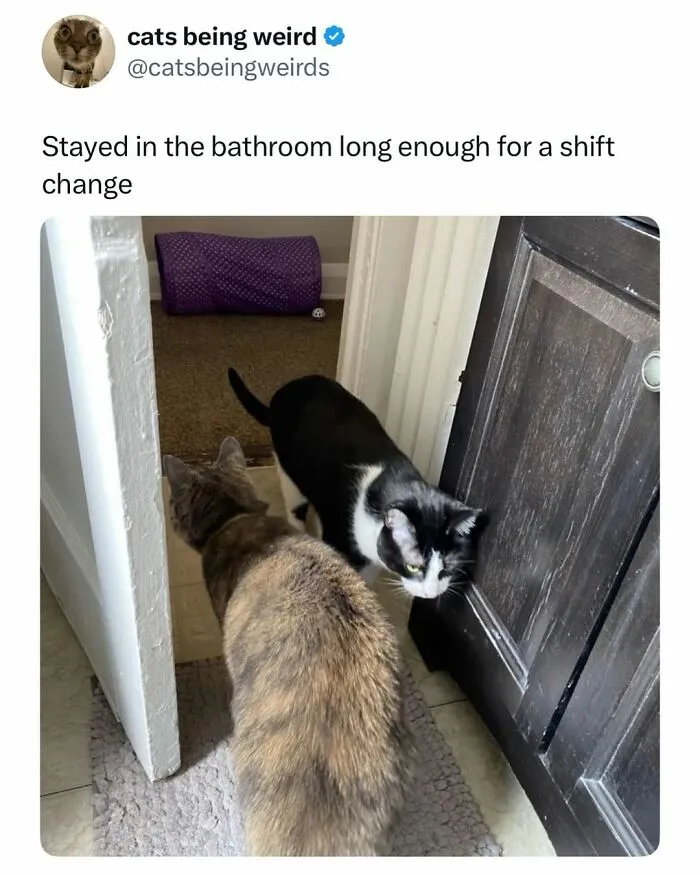 These 50 Memes Shared By This Page Capture The Wonderful Chaos Of Living With A Cat