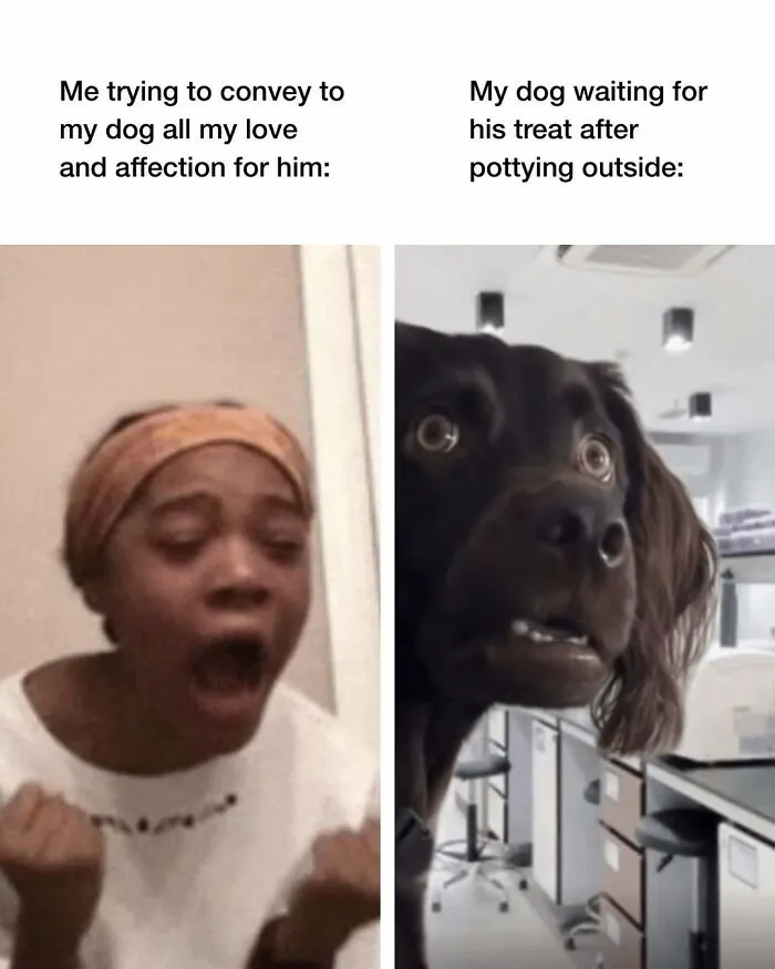 A Dog Toy Company Shares Memes About Its Favorite Customers, And They’re Too Accurate (35 Pics)