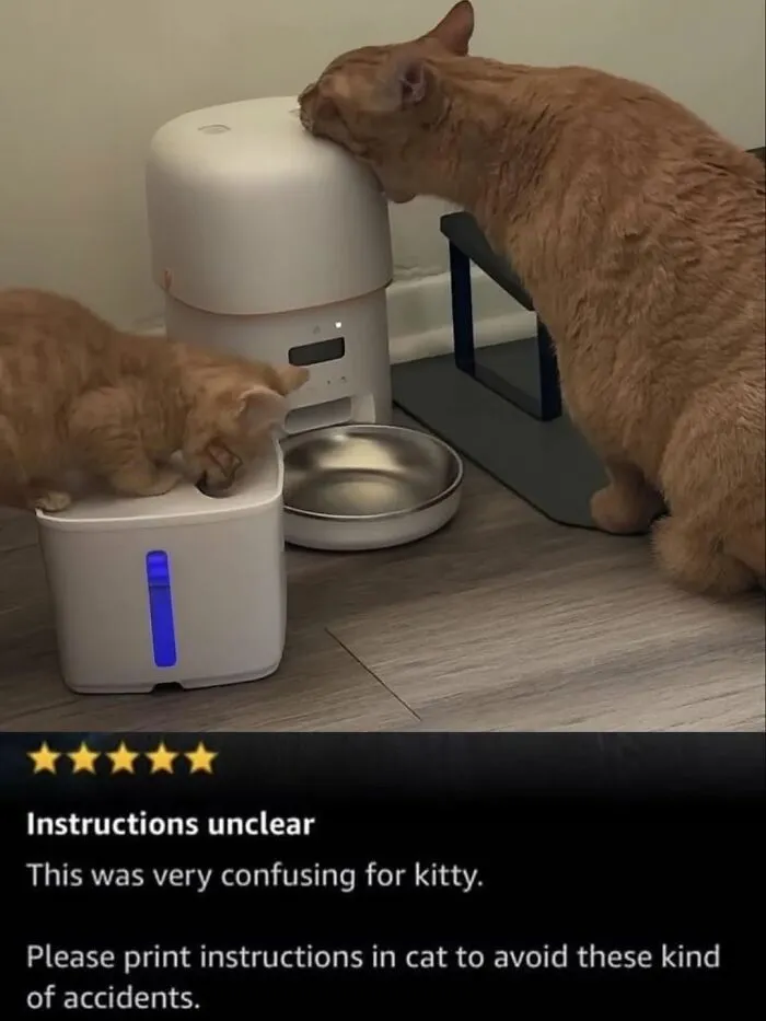 These 50 Memes Shared By This Page Capture The Wonderful Chaos Of Living With A Cat