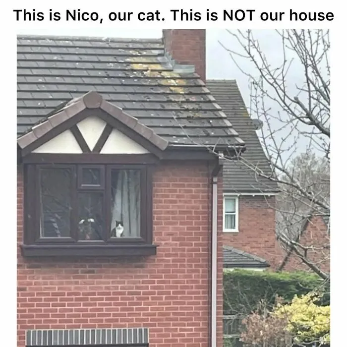 These 50 Memes Shared By This Page Capture The Wonderful Chaos Of Living With A Cat