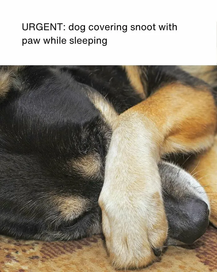 A Dog Toy Company Shares Memes About Its Favorite Customers, And They’re Too Accurate (35 Pics)