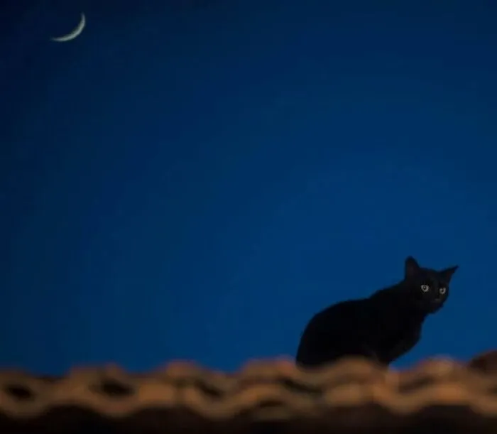 23 Street Cat Photos That Might Melt Your Heart By Guru Charan (New Pics)