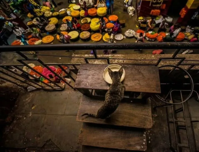 23 Street Cat Photos That Might Melt Your Heart By Guru Charan (New Pics)