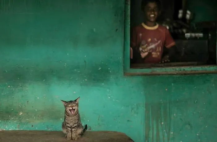 23 Street Cat Photos That Might Melt Your Heart By Guru Charan (New Pics)