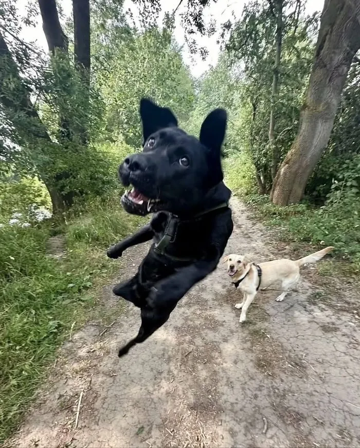 39 Shots Of Dogs Shared By Pure Photography Awards That Capture Canine Chaos Perfectly