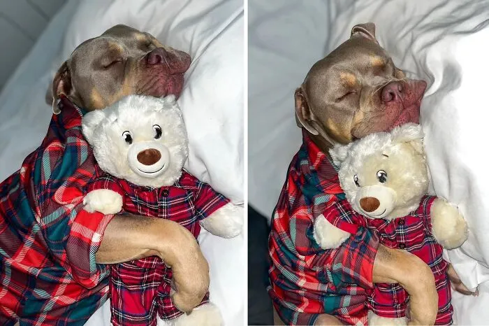 39 Shots Of Dogs Shared By Pure Photography Awards That Capture Canine Chaos Perfectly