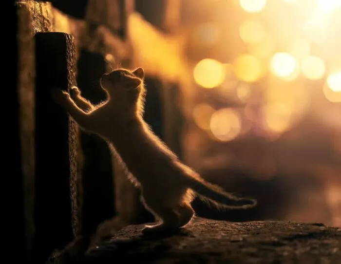 23 Street Cat Photos That Might Melt Your Heart By Guru Charan (New Pics)