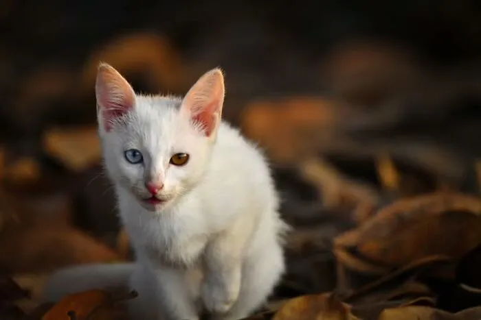 23 Street Cat Photos That Might Melt Your Heart By Guru Charan (New Pics)