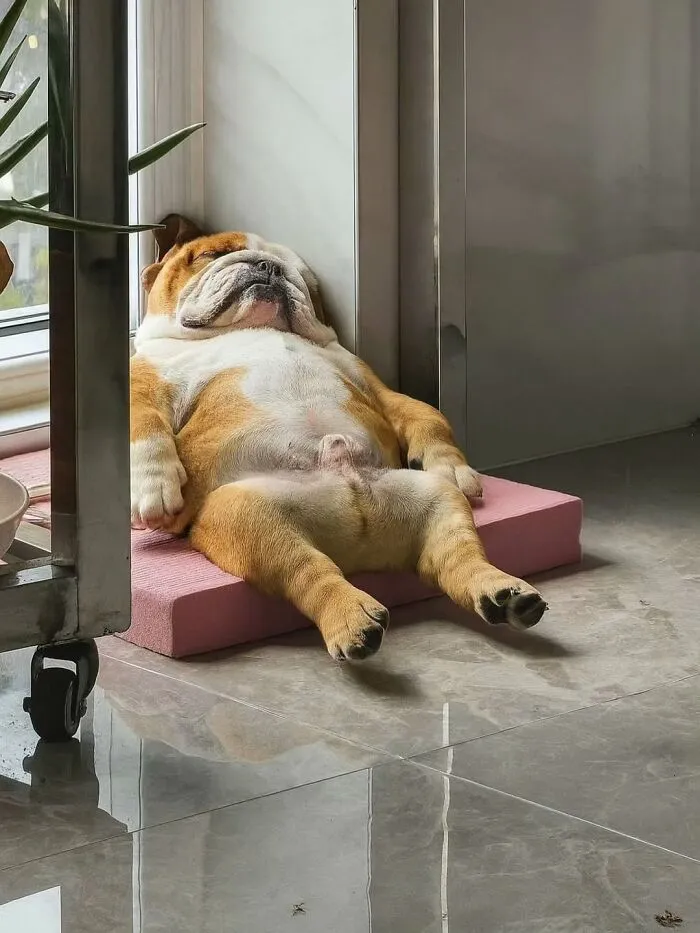 39 Shots Of Dogs Shared By Pure Photography Awards That Capture Canine Chaos Perfectly