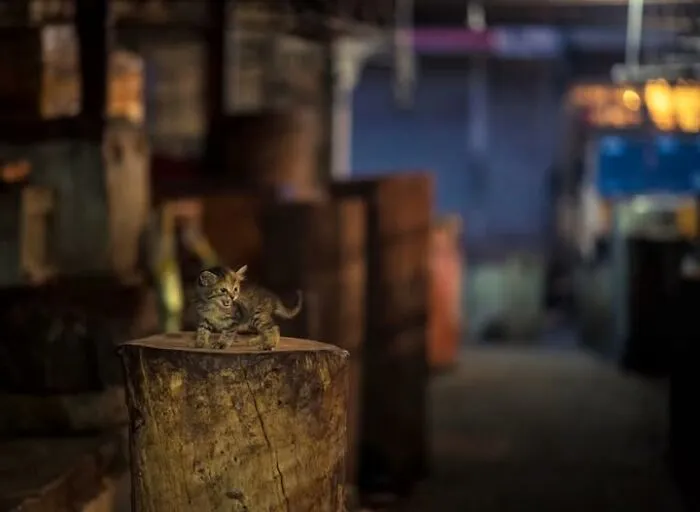 23 Street Cat Photos That Might Melt Your Heart By Guru Charan (New Pics)
