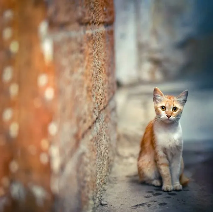 23 Street Cat Photos That Might Melt Your Heart By Guru Charan (New Pics)