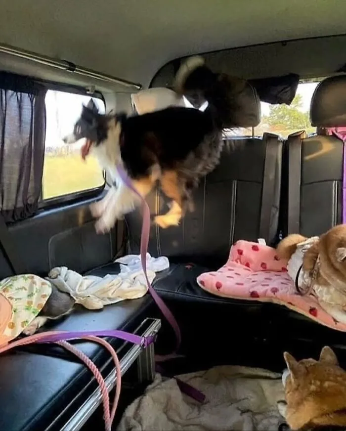 39 Shots Of Dogs Shared By Pure Photography Awards That Capture Canine Chaos Perfectly