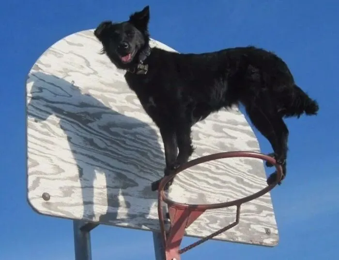 39 Shots Of Dogs Shared By Pure Photography Awards That Capture Canine Chaos Perfectly