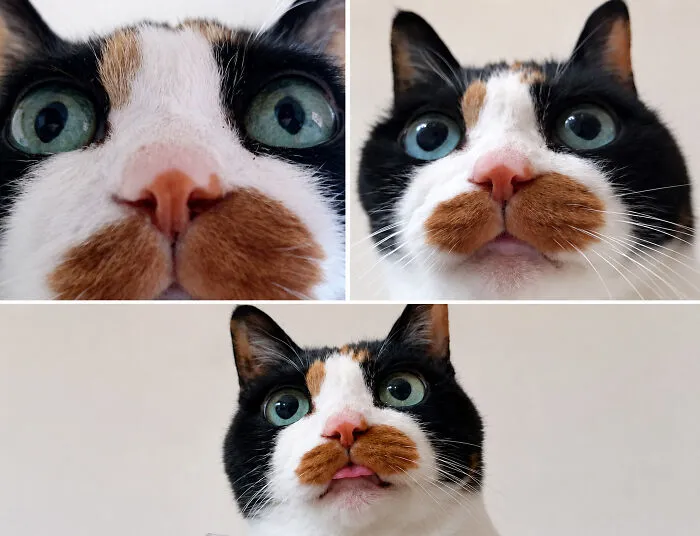 34 Funny And Wholesome Cat Pics Shared By This Page For Anyone Might Need A Dose Of Cuteness