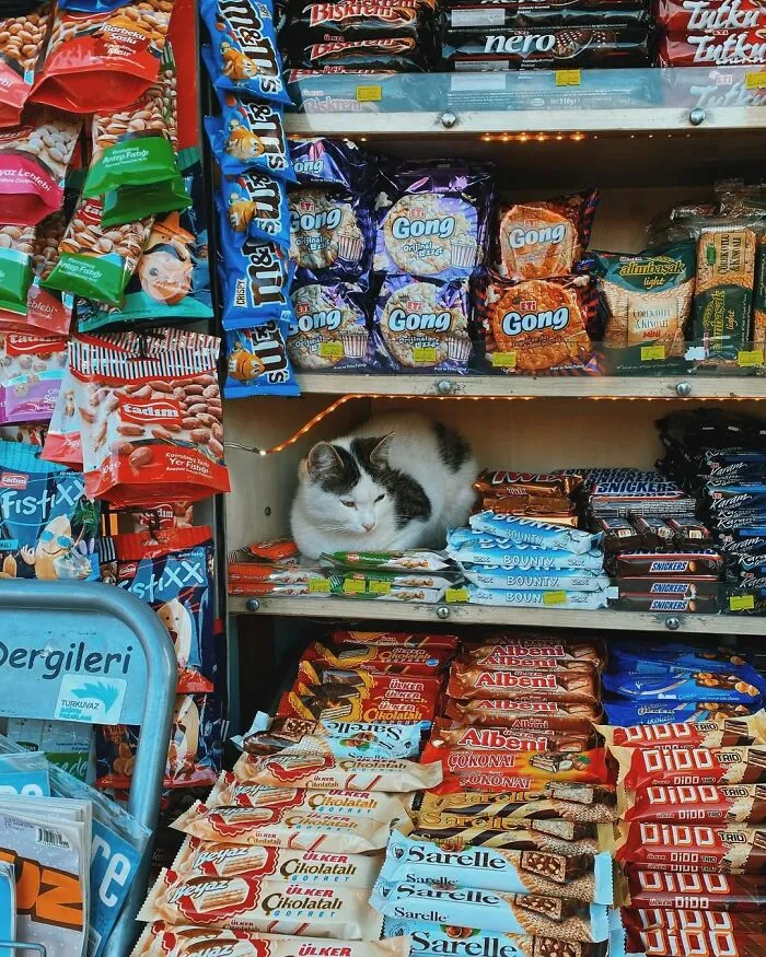 Photographer Captured 58 Ridiculously Well-Timed Street Shots That Couldn’t Have Been Planned