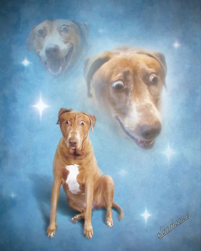 These Artists’ 49 Pet Portraits Capture Each Animal’s Personality In Peak ’80s Style