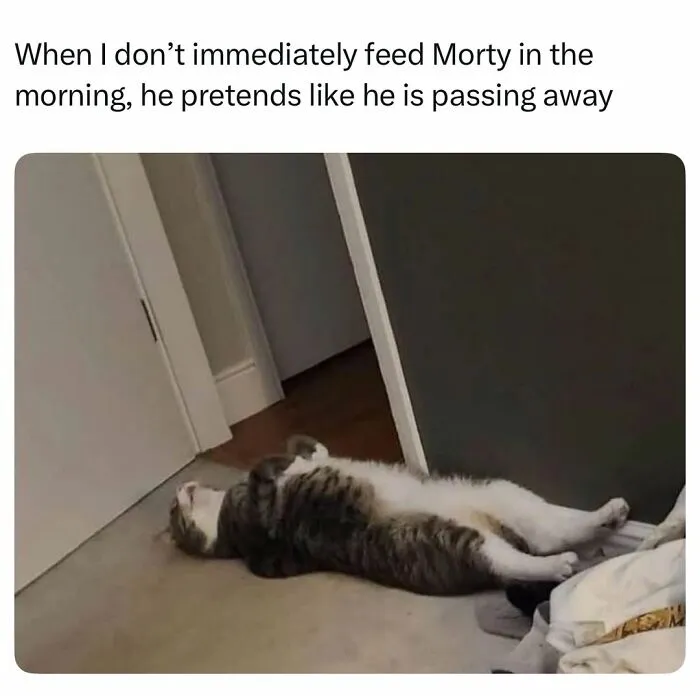 These 50 Memes Shared By This Page Capture The Wonderful Chaos Of Living With A Cat