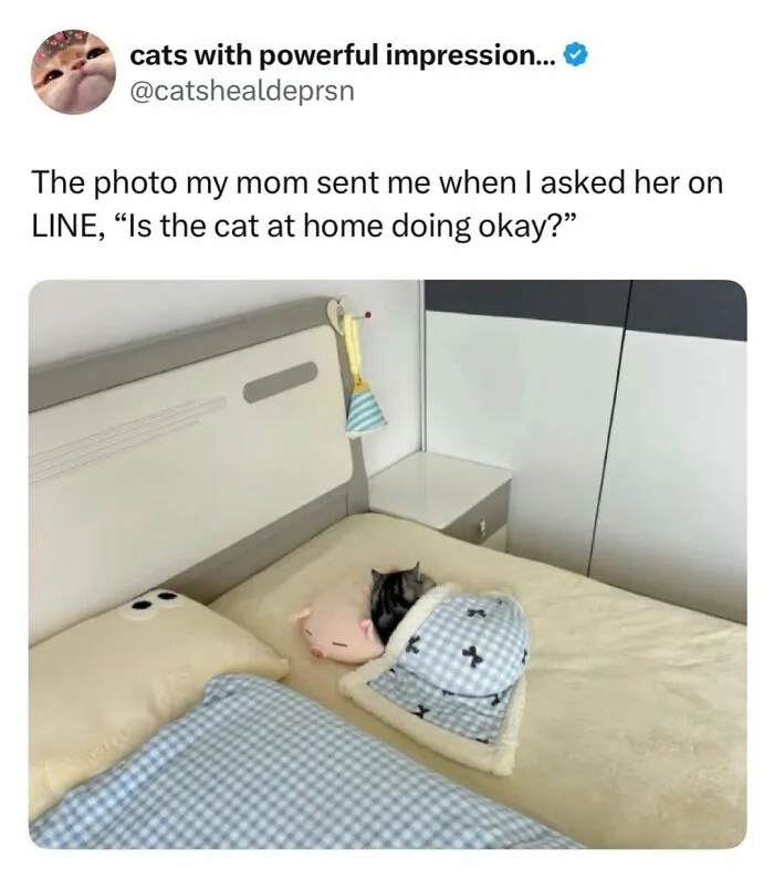 These 50 Memes Shared By This Page Capture The Wonderful Chaos Of Living With A Cat