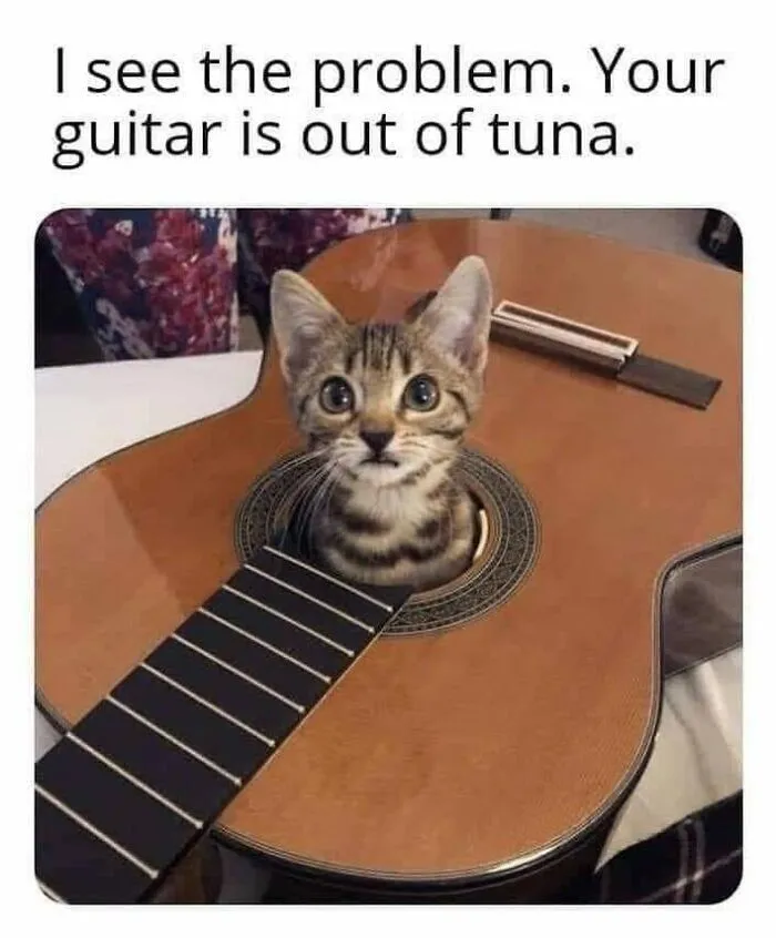 30 Hilarious Cat Memes That Every Cat Owner Might Immediately Understand