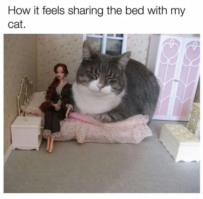 30 Hilarious Cat Memes That Every Cat Owner Might Immediately Understand