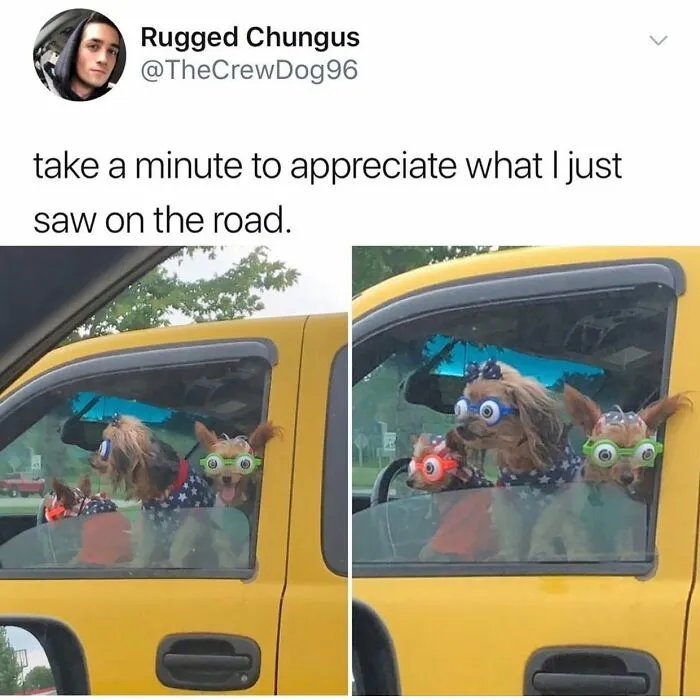 38 Hilarious Dog Memes Shared By This Page Celebrating Everything That Makes Dogs So Lovable