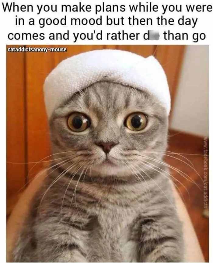 30 Hilarious Cat Memes That Every Cat Owner Might Immediately Understand