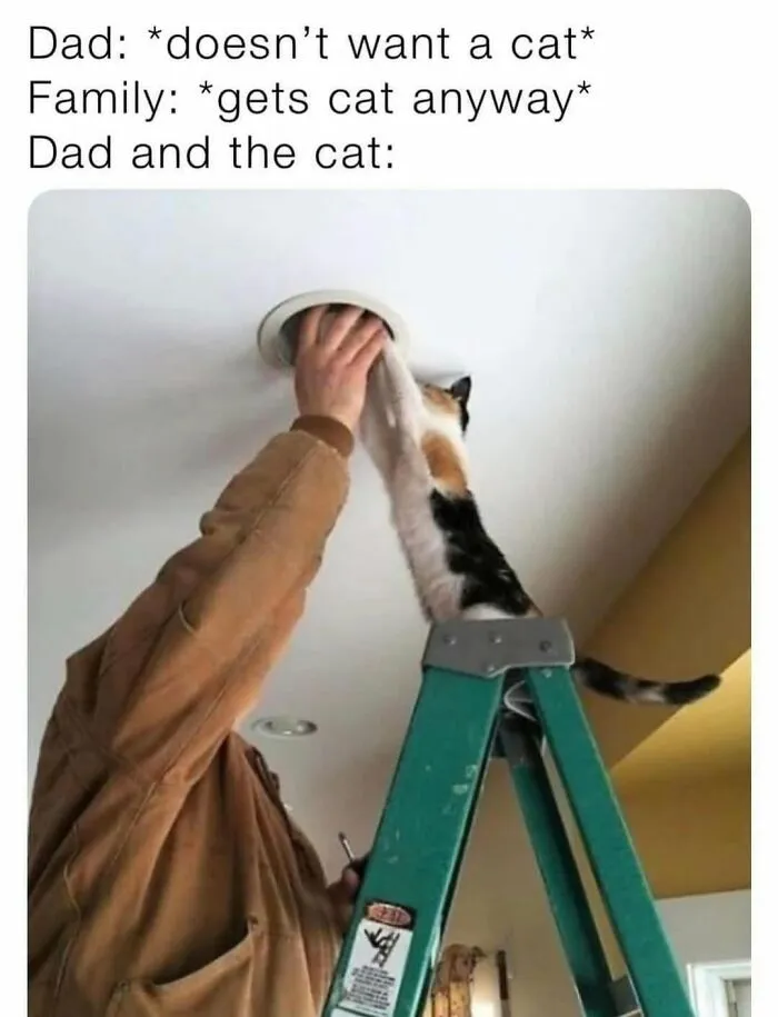 These 50 Memes Shared By This Page Capture The Wonderful Chaos Of Living With A Cat