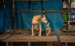 23 Street Cat Photos That Might Melt Your Heart By Guru Charan (New Pics)