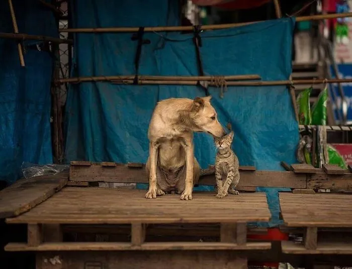 23 Street Cat Photos That Might Melt Your Heart By Guru Charan (New Pics)