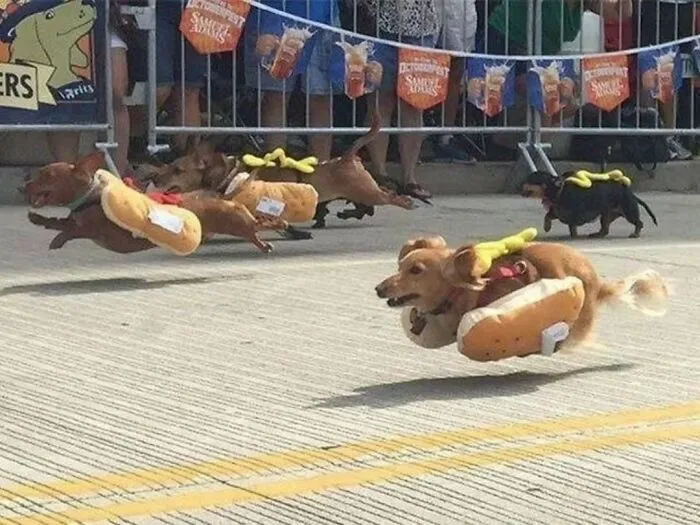 39 Fotos de perros compartidas por los premios Pure Photography que captan a la perfección el caos canino