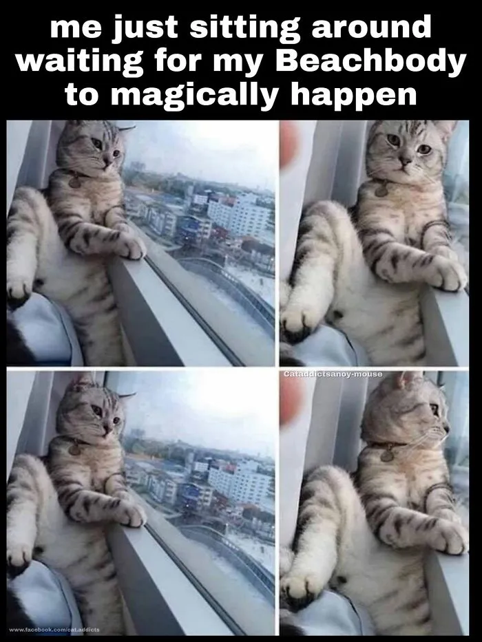 30 Hilarious Cat Memes That Every Cat Owner Might Immediately Understand