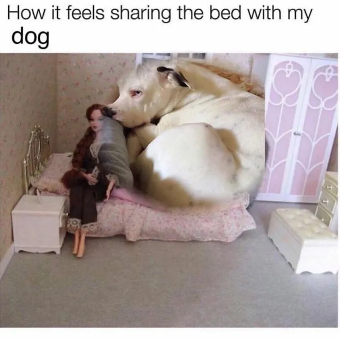 38 Hilarious Dog Memes Shared By This Page Celebrating Everything That Makes Dogs So Lovable