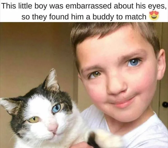 30 Hilarious Cat Memes That Every Cat Owner Might Immediately Understand
