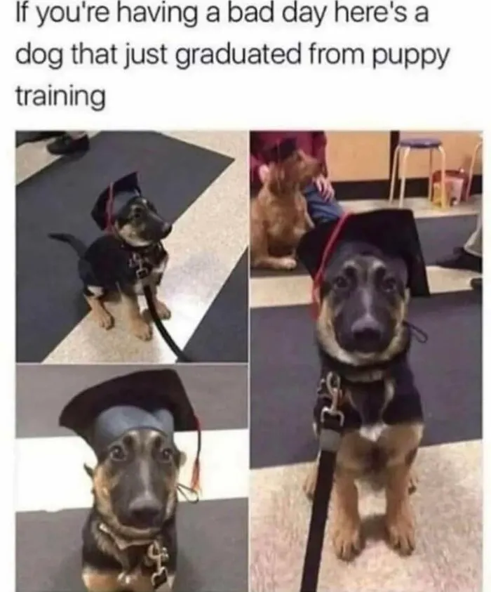 78 Memes For Anyone Who Stops Scrolling The Second An Animal Shows Up