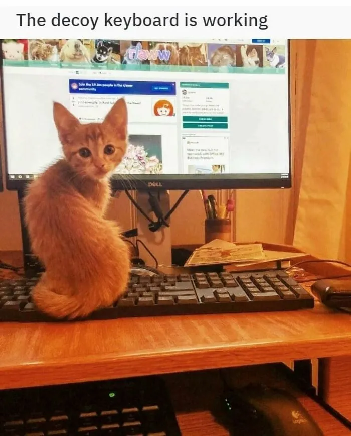 30 Hilarious Cat Memes That Every Cat Owner Might Immediately Understand