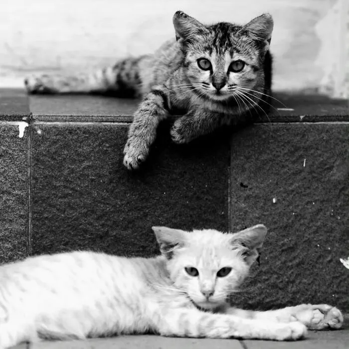 40 Street Photos That Prove You Never Know What’s Around The Corner