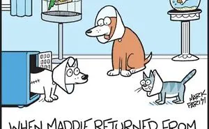 36 New Comics That Capture The Odd Little Habits Every Cat Owner Knows