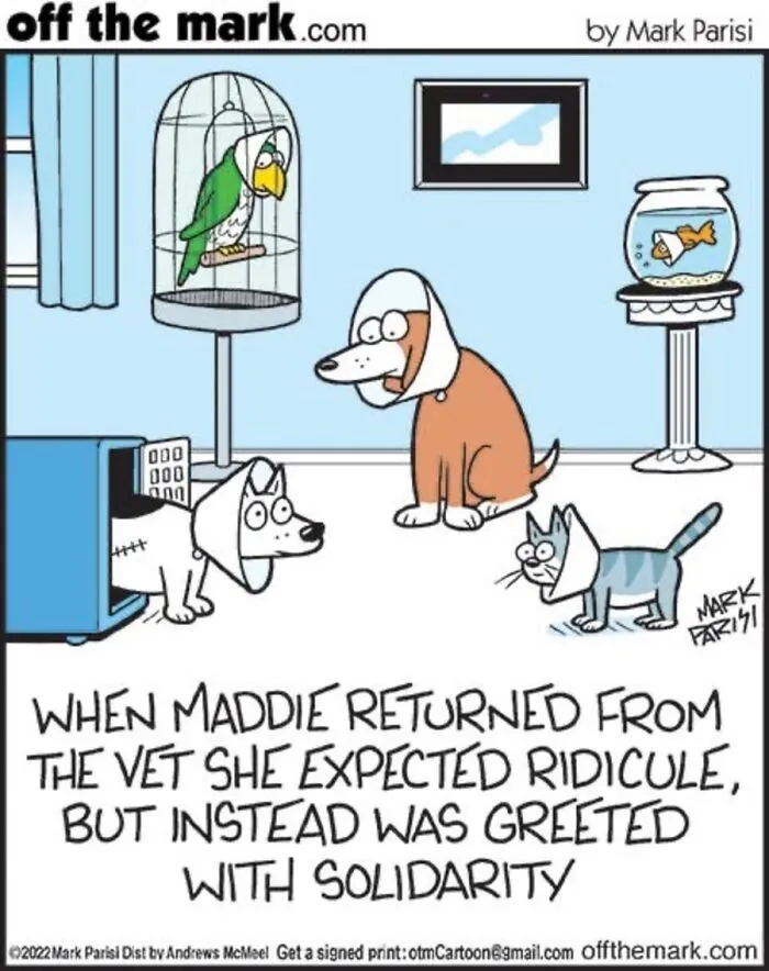 36 New Comics That Capture The Odd Little Habits Every Cat Owner Knows