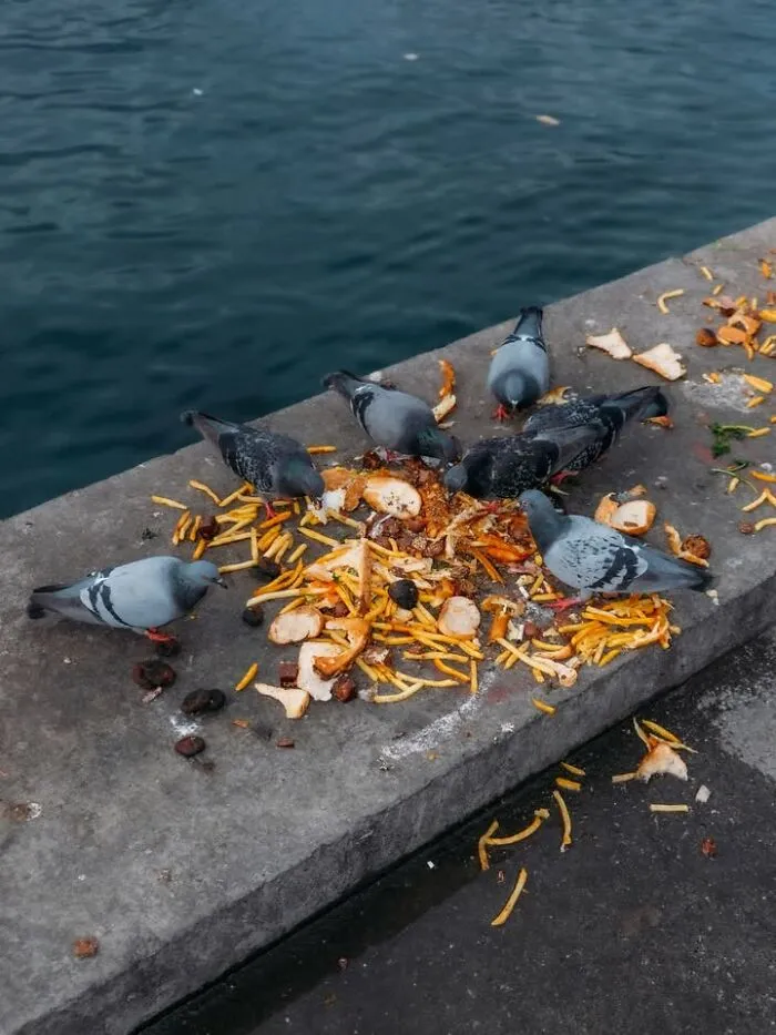 Pigeons eating discarded food on a concrete ledge by the water, a well-timed street shot.