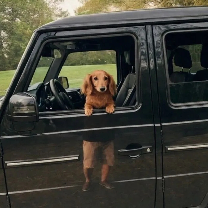 39 Shots Of Dogs Shared By Pure Photography Awards That Capture Canine Chaos Perfectly