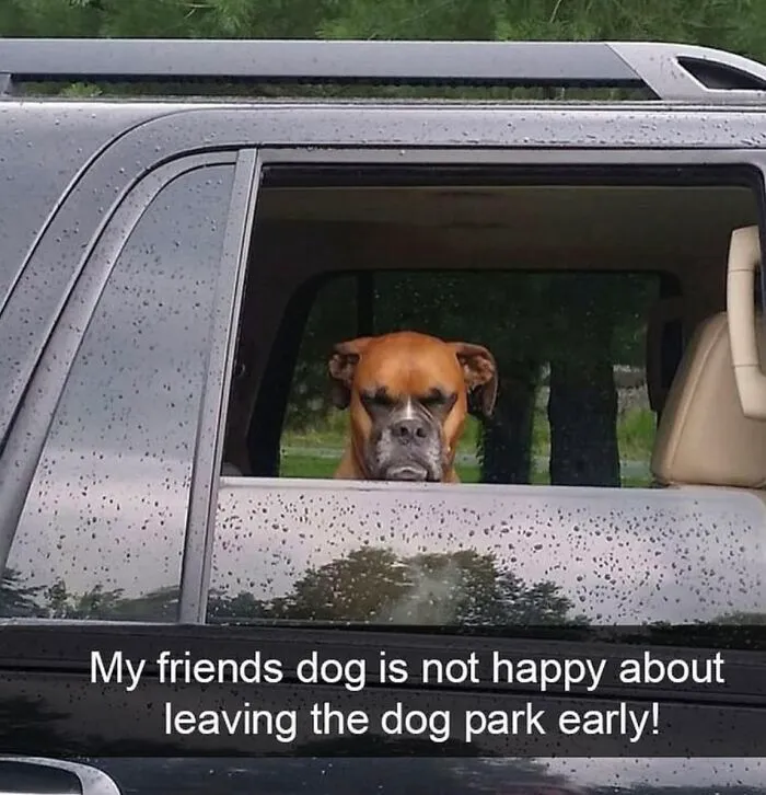 A Dog Toy Company Shares Memes About Its Favorite Customers, And They’re Too Accurate (35 Pics)