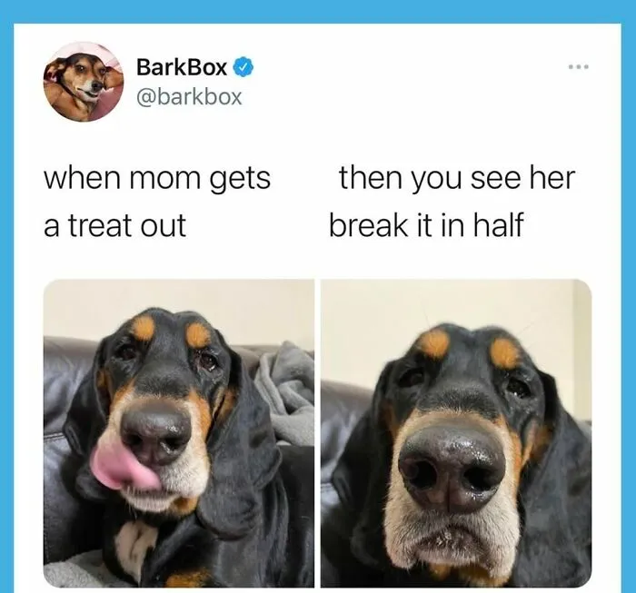 A Dog Toy Company Shares Memes About Its Favorite Customers, And They’re Too Accurate (35 Pics)