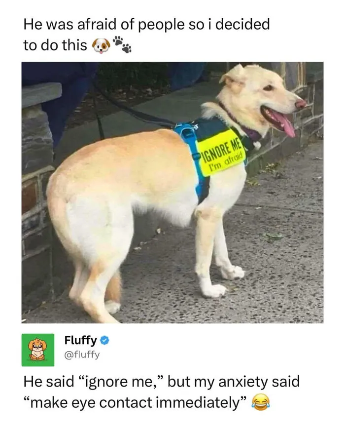 A wholesome animal meme shows a dog wearing a vest that says Ignore me, I'm afraid.