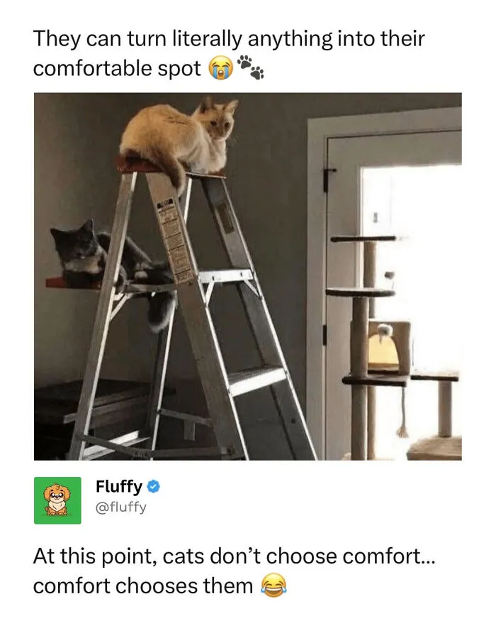 Two cats relaxing on a metal step ladder, with a cat tree in the background, showcasing wholesome animal memes.