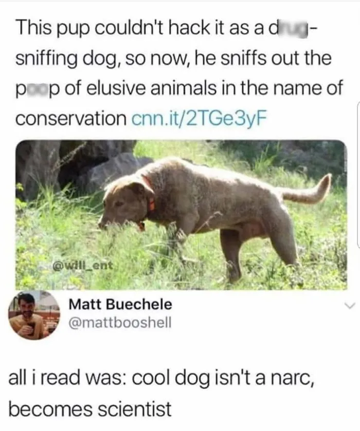 38 Hilarious Dog Memes Shared By This Page Celebrating Everything That Makes Dogs So Lovable