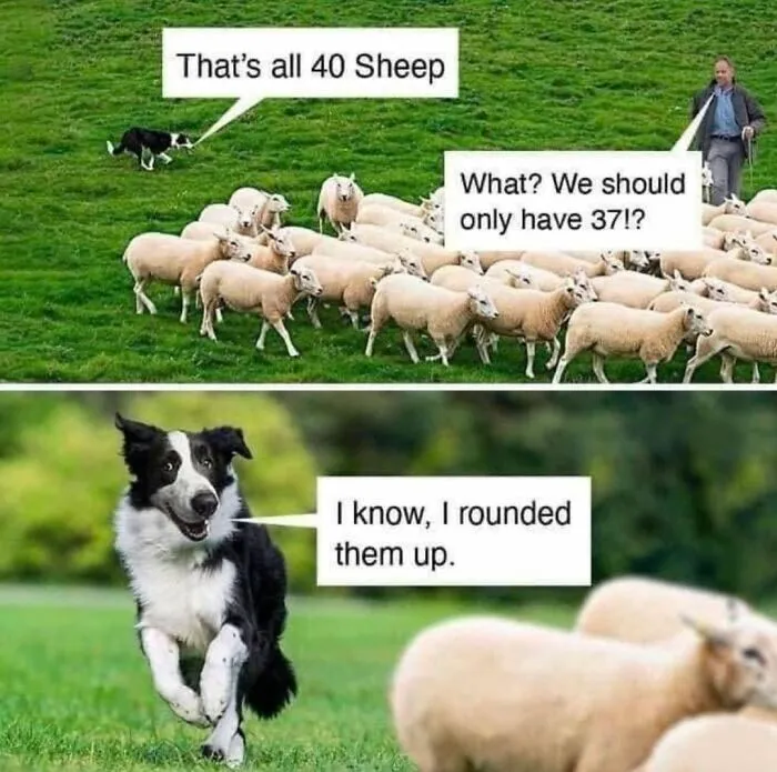A Dog Toy Company Shares Memes About Its Favorite Customers, And They’re Too Accurate (35 Pics)