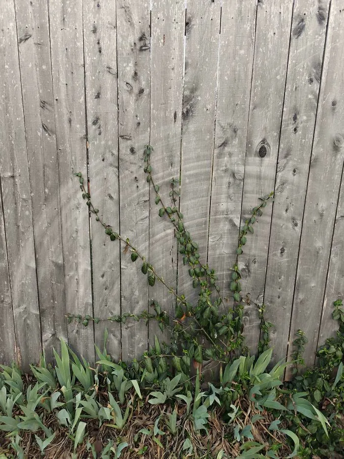 Fence 'N Tree