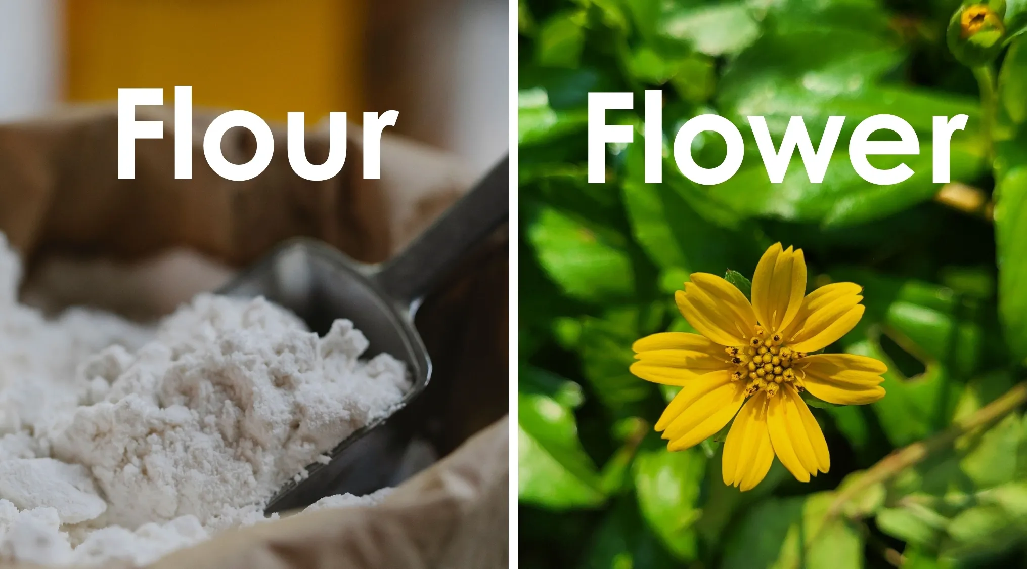 General knowledge for kids: Homophones 'Flour' and 'Flower' shown side by side, illustrating words that sound the same.