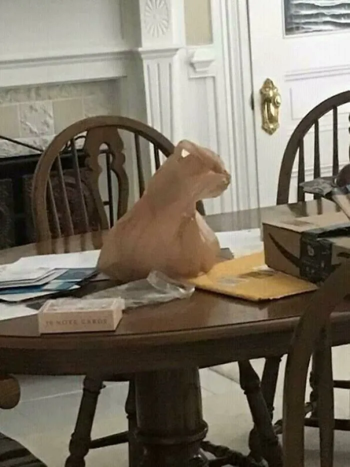 My Jerk Cat Always Loves To Sit Over The Stuff I Leave In The Table