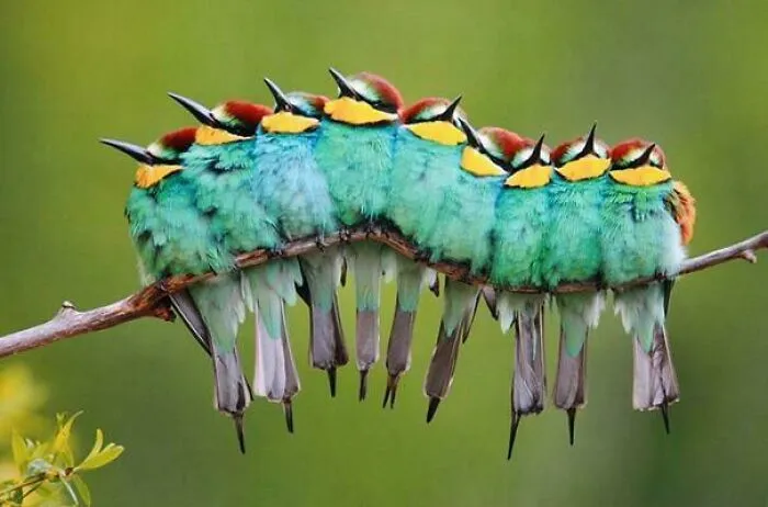 Extremely Venomous Caterpillar